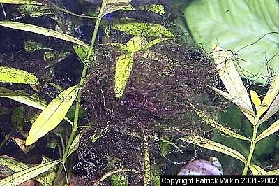 Algues vertes filamenteuses de type "cheveu" : 5 cm maximum