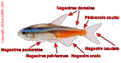 Les nageoires