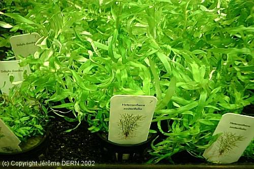 Heteranthera Zosterifolia.jpg