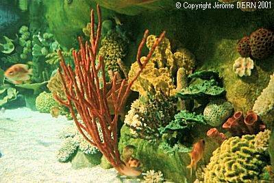 Etape 14 : la barrière de corail